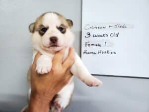 Grey and white husky puppy for sale