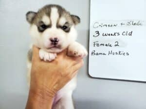 Grey and white husky puppy for sale