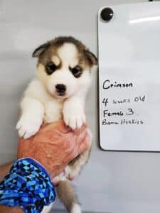 grey and white husky puppy for sale