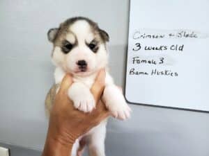 Grey and white husky puppy for sale
