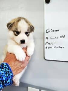grey and white husky puppy for sale