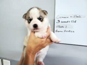 Grey and white husky puppy for sale