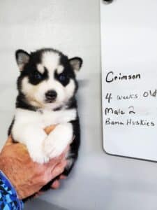 black and white husky puppy for sale
