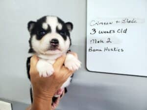 black and white husky puppy for sale
