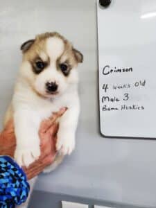 grey and white husky puppy for sale