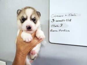 Grey and white husky puppy for sale