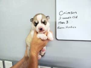 grey and white husky puppy