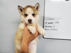 red and white husky puppy for sale