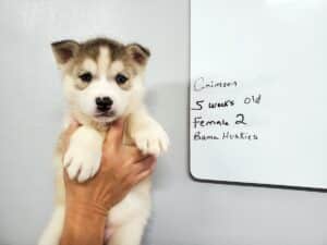 grey and white husky puppy for sale