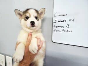 grey and white husky puppy for sale