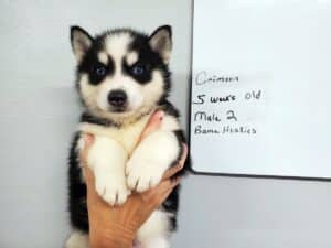 black and white husky puppy for sale