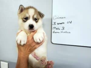 grey and white husky puppy for sale