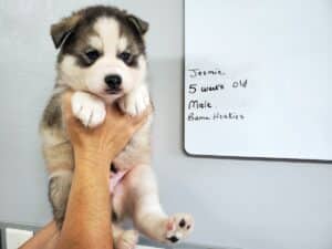 black and white husky puppy