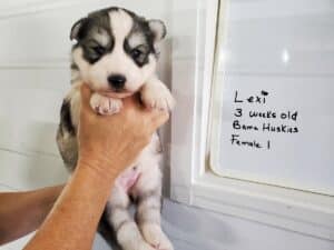 grey anbd white husky puppy