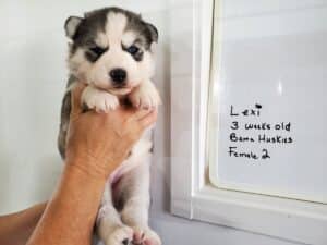 grey anbd white husky puppy
