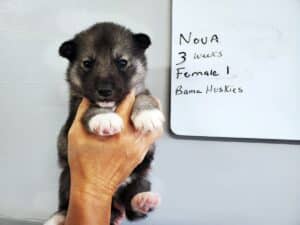 Agouti husky puppy for sale