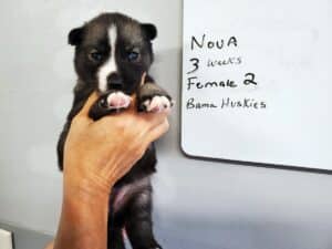 Agouti husky puppy for sale