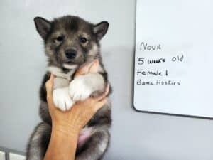 Agouti husky puppy for sale