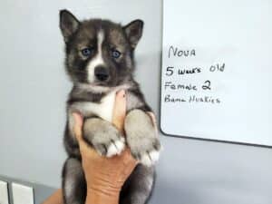 Agouti husky puppy for sale