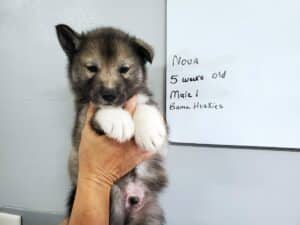 Agouti husky puppy for sale