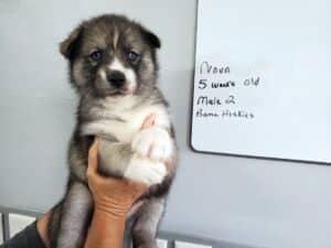 Agouti husky puppy for sale