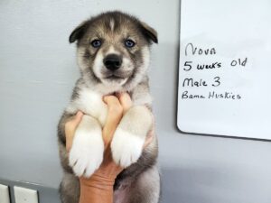 Agouti husky puppy for sale