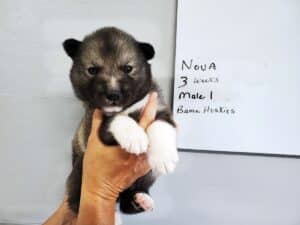 Agouti husky puppy for sale