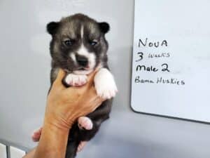 Agouti husky puppy for sale