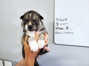 Agouti husky puppy for sale