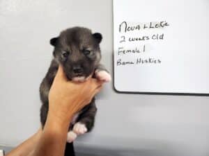 Agouti husky puppy for sale