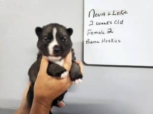 Agouti husky puppy for sale