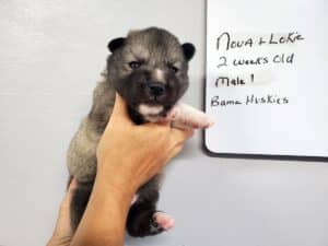 Agouti husky puppy for sale