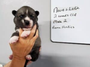 Agouti husky puppy for sale