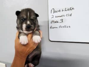 Agouti husky puppy for sale