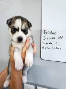 grey and white husky puppy for sale