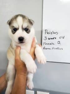 grey and white husky puppy for sale