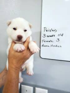 white husky puppy for sale