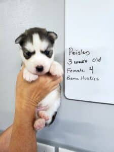 diluted black and white husky puppy