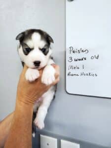 diluted black and white husky puppy
