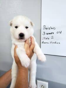 white husky puppy for sale