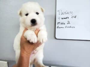 white husky puppy for sale