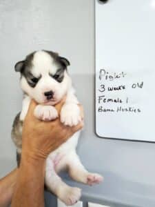 grey and white husky puppy