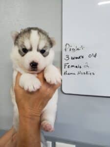 grey and white husky puppy