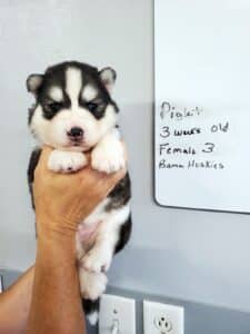 black and white husky puppy