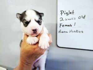 diluted black and white husky puppy