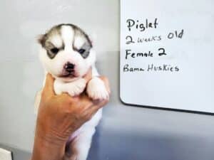 grey and white husky puppy