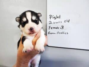 diluted black and white husky puppy