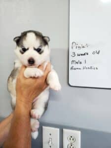 Diluted black and white husky puppy