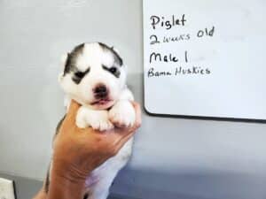 diluted black and white husky puppy