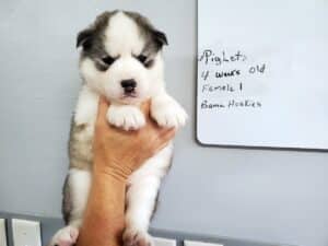 grey and white husky puppies for sale